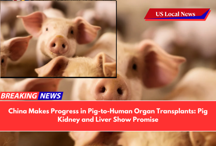 China Makes Progress in Pig-to-Human Organ Transplants Pig Kidney and Liver Show Promise
