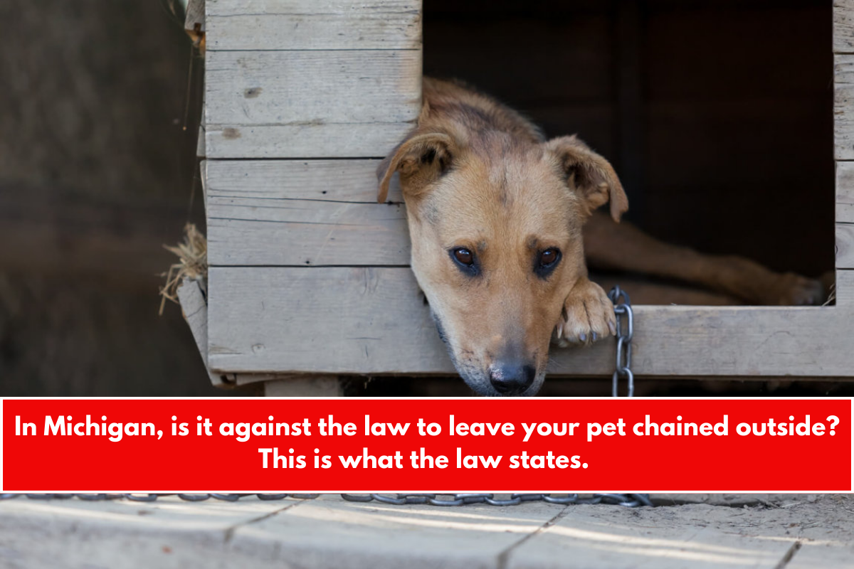 In Michigan, is it against the law to leave your pet chained outside This is what the law states.