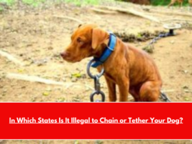 In Which States Is It Illegal to Chain or Tether Your Dog