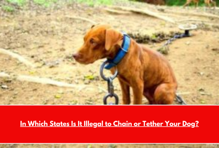 In Which States Is It Illegal to Chain or Tether Your Dog