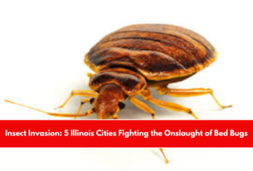 Insect Invasion Five Alaskan Cities Fight the Onslaught of Bed Bugs