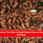 Insect Invasion Five Cities in North Dakota Face an Onslaught of Bed Bugs