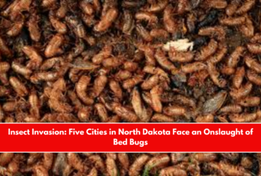 Insect Invasion Five Cities in North Dakota Face an Onslaught of Bed Bugs