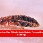Insect Invasion Five Cities in South Dakota Face an Onslaught of Bed Bugs