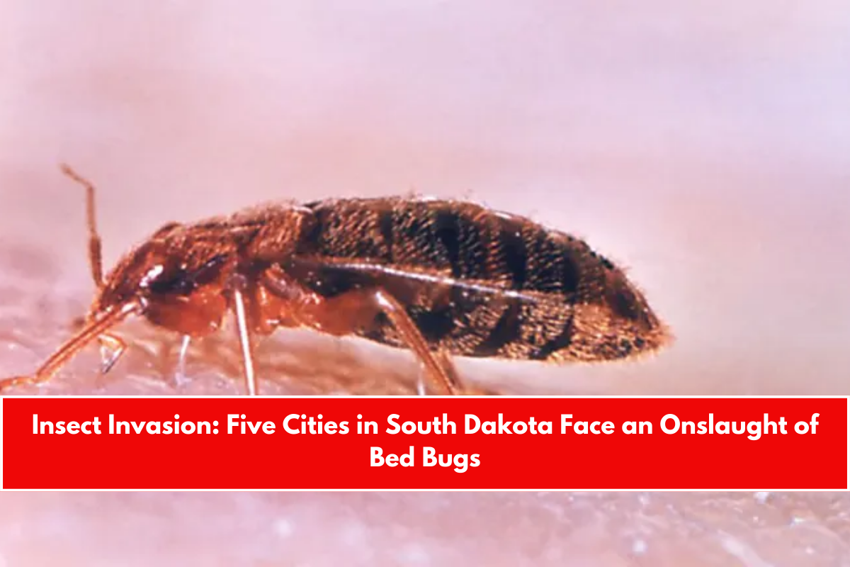Insect Invasion Five Cities in South Dakota Face an Onslaught of Bed Bugs