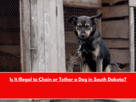 Is It Illegal to Chain or Tether a Dog in South Dakota