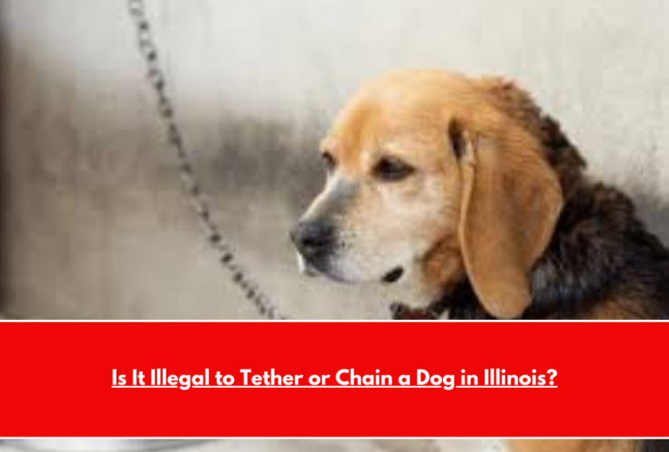 Is It Illegal to Tether or Chain a Dog in Illinois