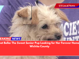 Meet Bella The Sweet Senior Pup Looking for Her Forever Home in Wichita County