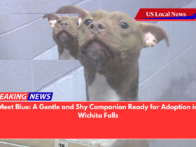 Meet Blue A Gentle and Shy Companion Ready for Adoption in Wichita Falls
