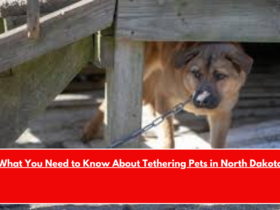What You Need to Know About Tethering Pets in North Dakota