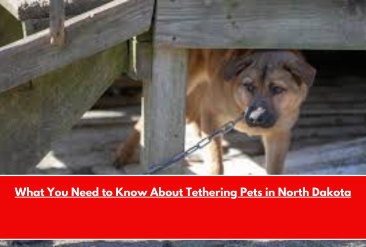 What You Need to Know About Tethering Pets in North Dakota