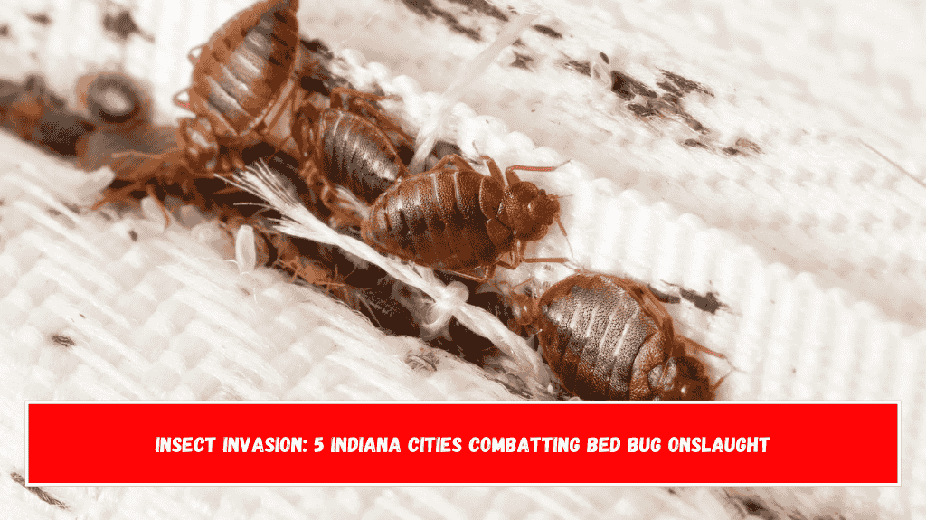 Insect Invasion 5 Indiana Cities Combatting Bed Bug Onslaught
