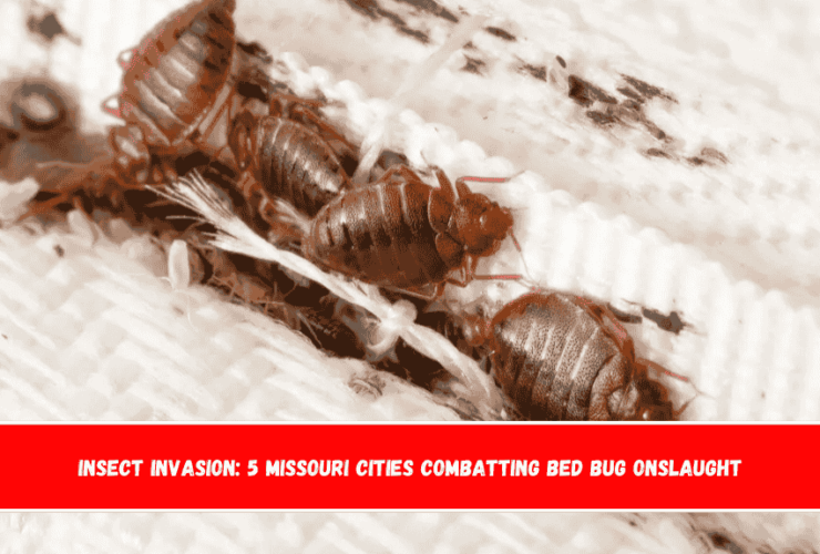 Insect Invasion 5 Missouri Cities Combatting Bed Bug Onslaught