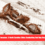 Insect Invasion 5 North Carolina Cities Combatting Bed Bug Onslaught
