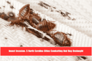 Insect Invasion 5 North Carolina Cities Combatting Bed Bug Onslaught