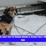 Is It Illegal to Leave Your Pet Chained Outside in Arizona Here's What the Law Says