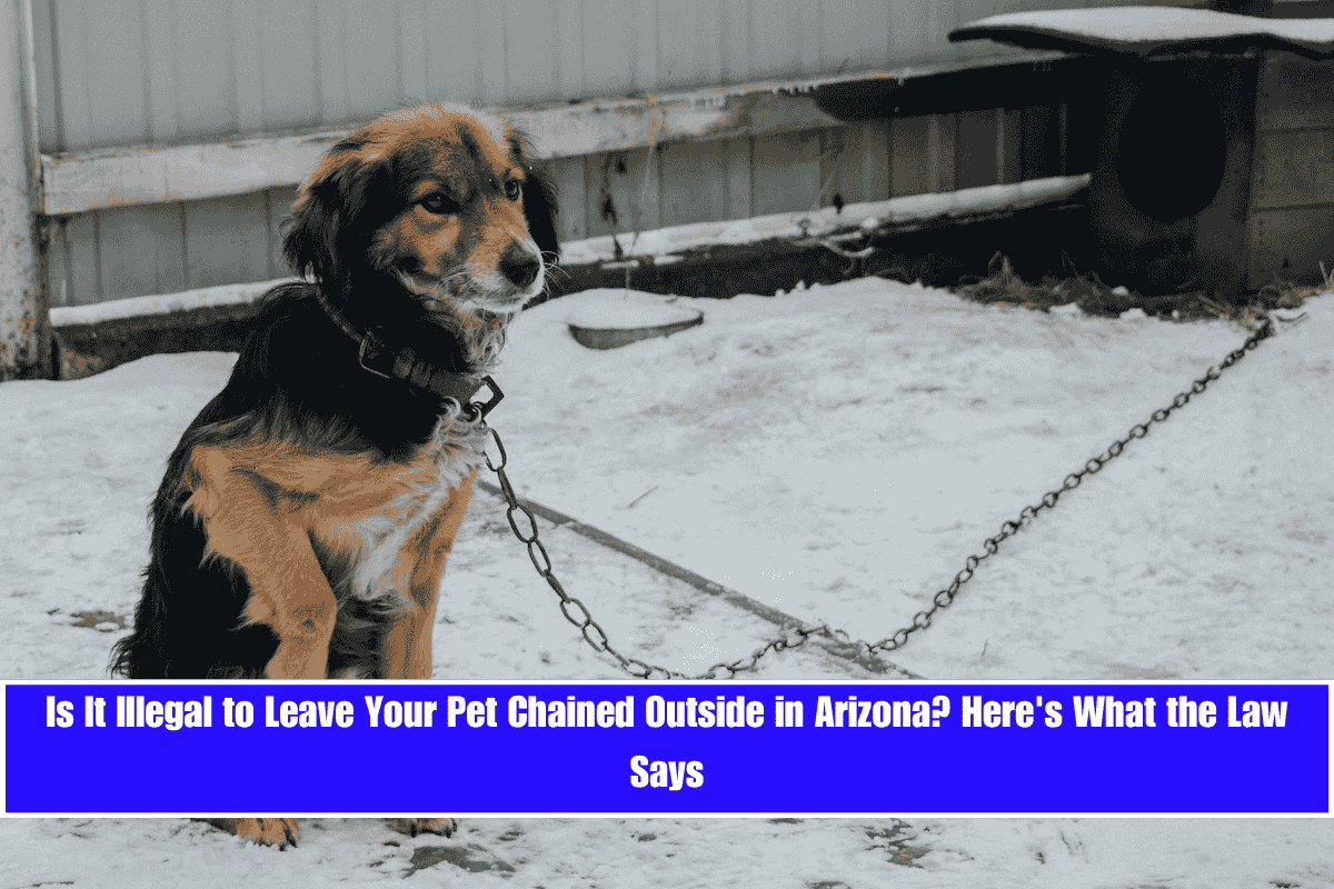 Is It Illegal to Leave Your Pet Chained Outside in Arizona Here's What the Law Says