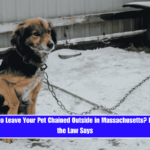 Is It Illegal to Leave Your Pet Chained Outside in Massachusetts Here's What the Law Says