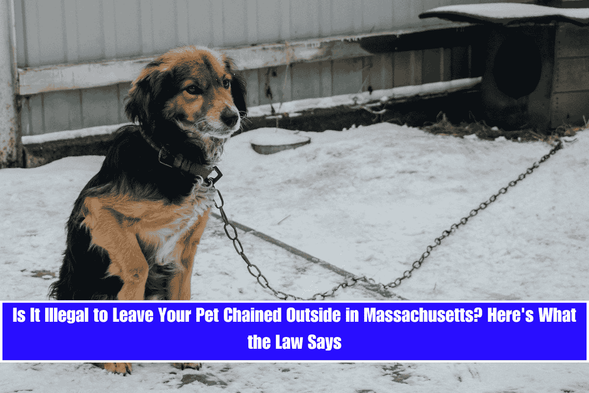 Is It Illegal to Leave Your Pet Chained Outside in Massachusetts Here's What the Law Says