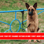 Is It Illegal to Leave Your Pet Chained Outside in New York Here's What the Law Says