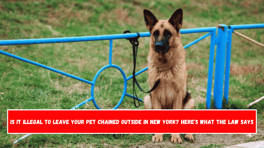 Is It Illegal to Leave Your Pet Chained Outside in New York Here's What the Law Says