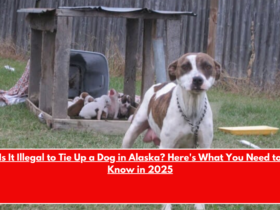 Is It Illegal to Tie Up a Dog in Alaska Here's What You Need to Know in 2025