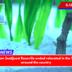 The animals from SeaQuest Roseville ended relocated in the Twin Cities and around the country
