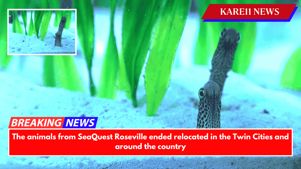 The animals from SeaQuest Roseville ended relocated in the Twin Cities and around the country