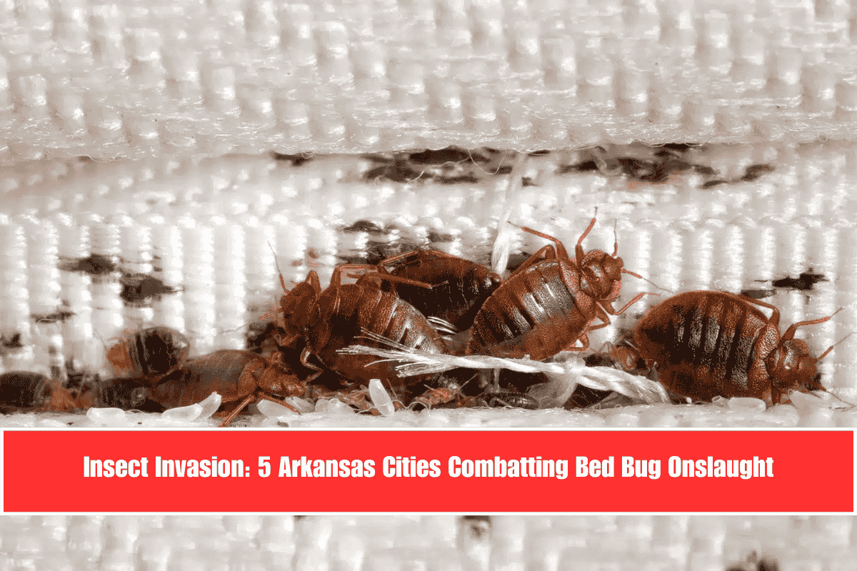 Insect Invasion 5 Arkansas Cities Combatting Bed Bug Onslaught