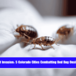 Insect Invasion 5 Colorado Cities Combatting Bed Bug Onslaught