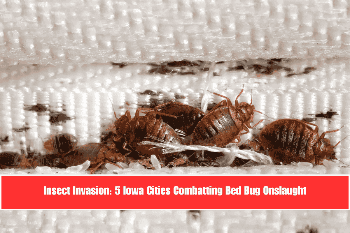 Insect Invasion 5 Iowa Cities Combatting Bed Bug Onslaught
