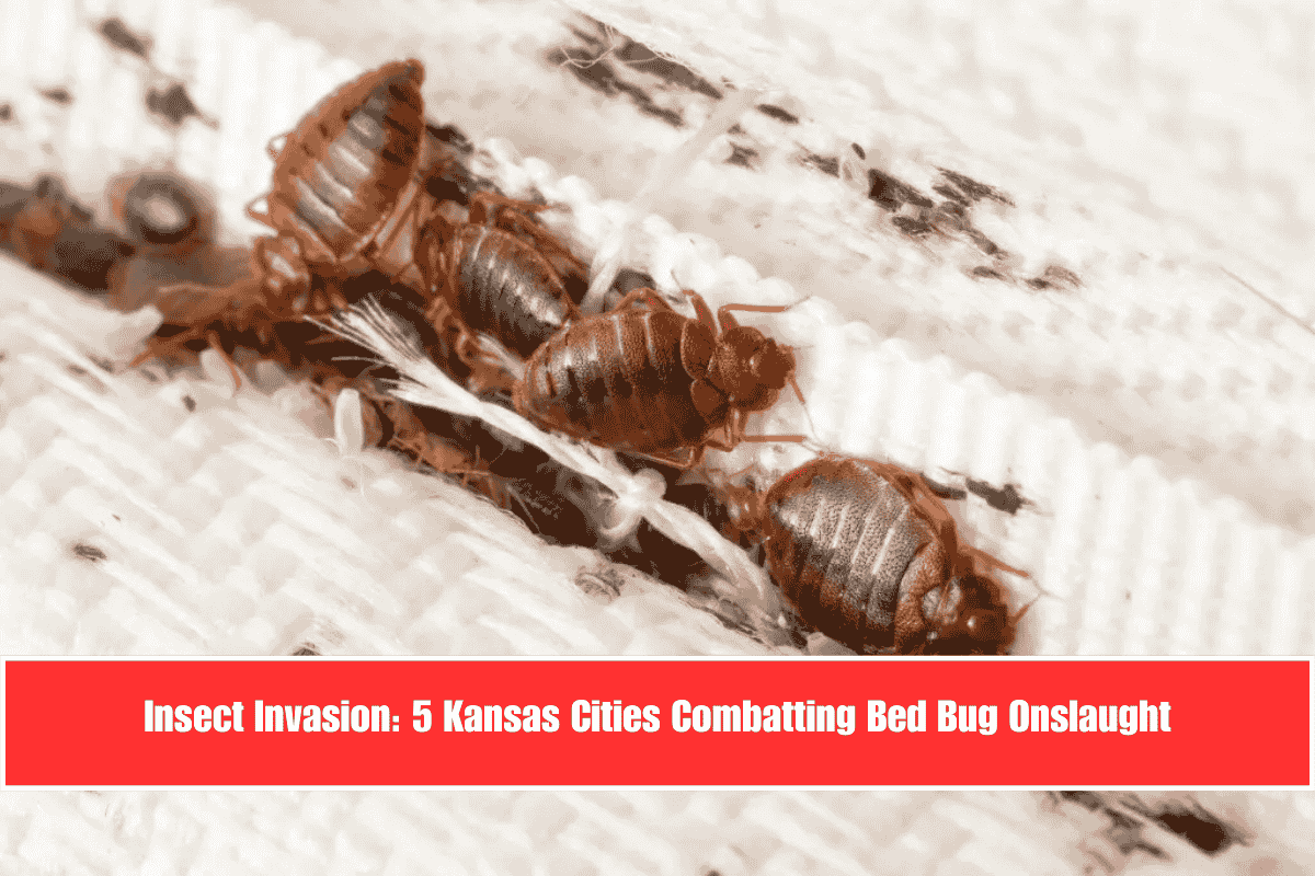 Insect Invasion 5 Kansas Cities Combatting Bed Bug Onslaught
