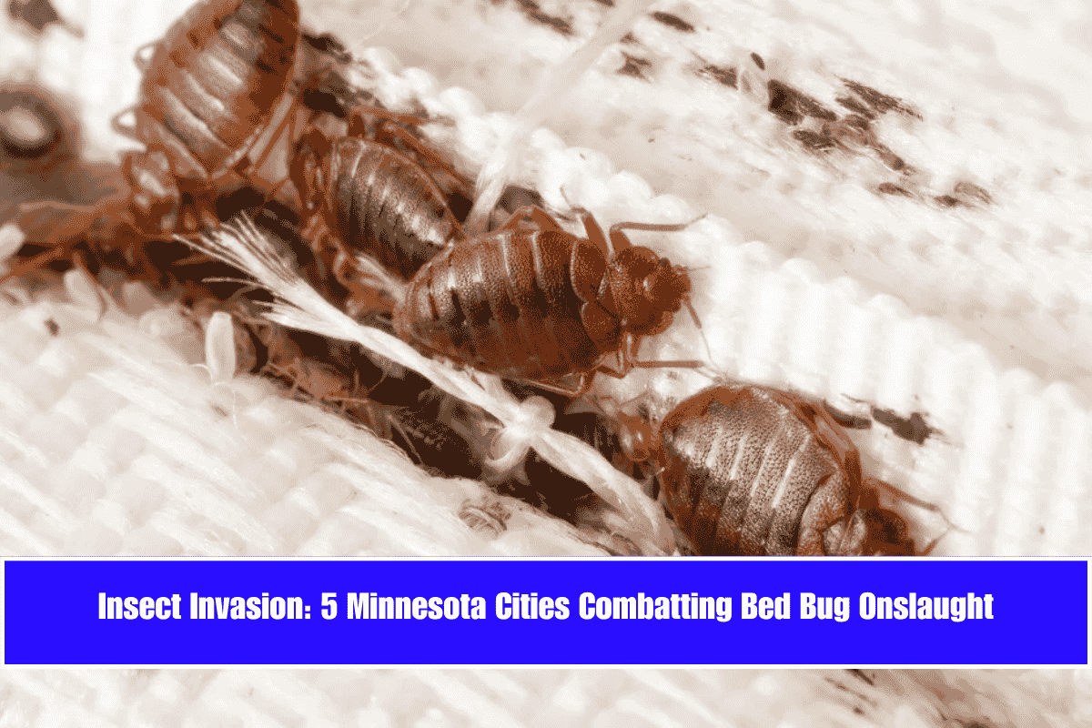 Insect Invasion 5 Minnesota Cities Combatting Bed Bug Onslaught