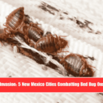 Insect Invasion 5 New Mexico Cities Combatting Bed Bug Onslaught