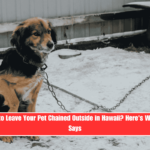 Is It Illegal to Leave Your Pet Chained Outside in Hawaii Here's What the Law Says