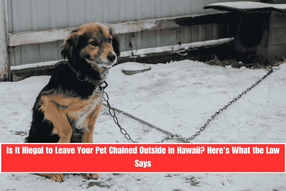 Is It Illegal to Leave Your Pet Chained Outside in Hawaii Here's What the Law Says