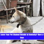 Is It Illegal to Leave Your Pet Chained Outside in Kentucky Here's What the Law Says