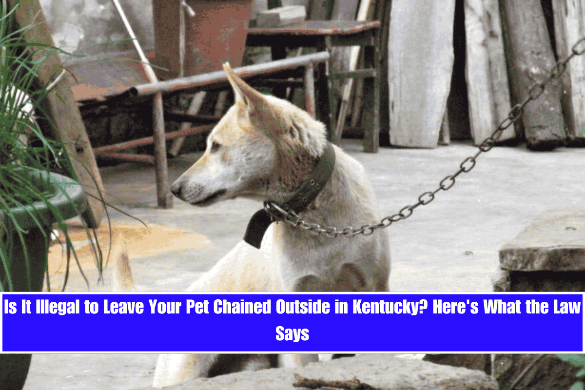 Is It Illegal to Leave Your Pet Chained Outside in Kentucky Here's What the Law Says