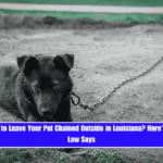 Is It Illegal to Leave Your Pet Chained Outside in Louisiana Here's What the Law Says