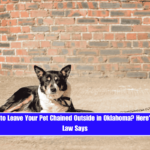 Is It Illegal to Leave Your Pet Chained Outside in Oklahoma Here's What the Law Says