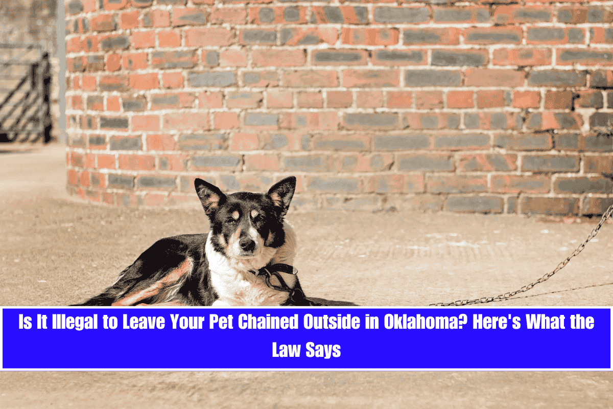Is It Illegal to Leave Your Pet Chained Outside in Oklahoma Here's What the Law Says