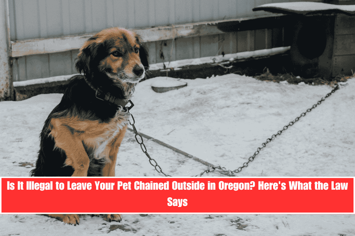 Is It Illegal to Leave Your Pet Chained Outside in Oregon Here's What the Law Says