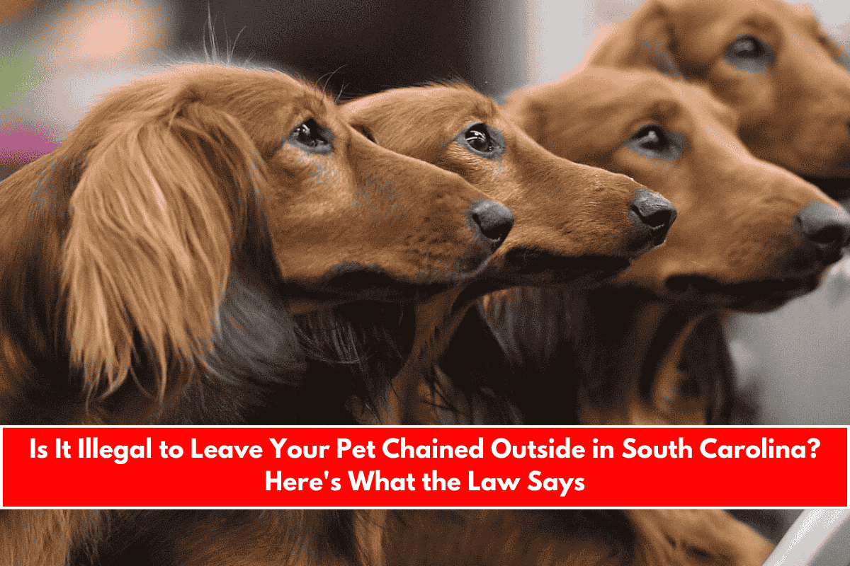 Is It Illegal to Leave Your Pet Chained Outside in South Carolina Here's What the Law Says