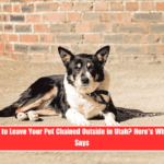 Is It Illegal to Leave Your Pet Chained Outside in Utah Here's What the Law Says