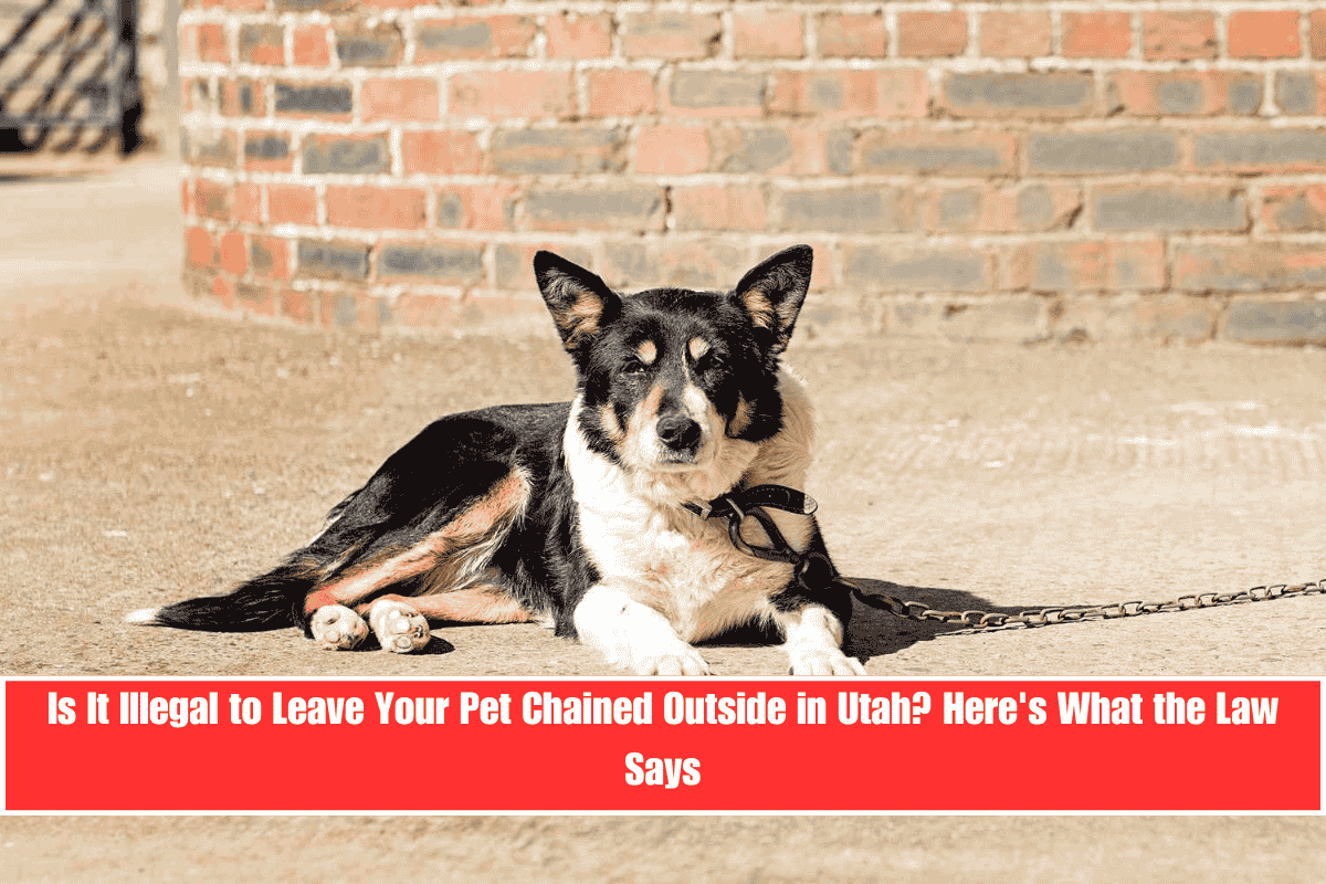 Is It Illegal to Leave Your Pet Chained Outside in Utah Here's What the Law Says