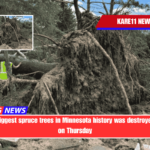 One of the biggest spruce trees in Minnesota history was destroyed by storms on Thursday