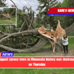 One of the biggest spruce trees in Minnesota history was destroyed by storms on Thursday