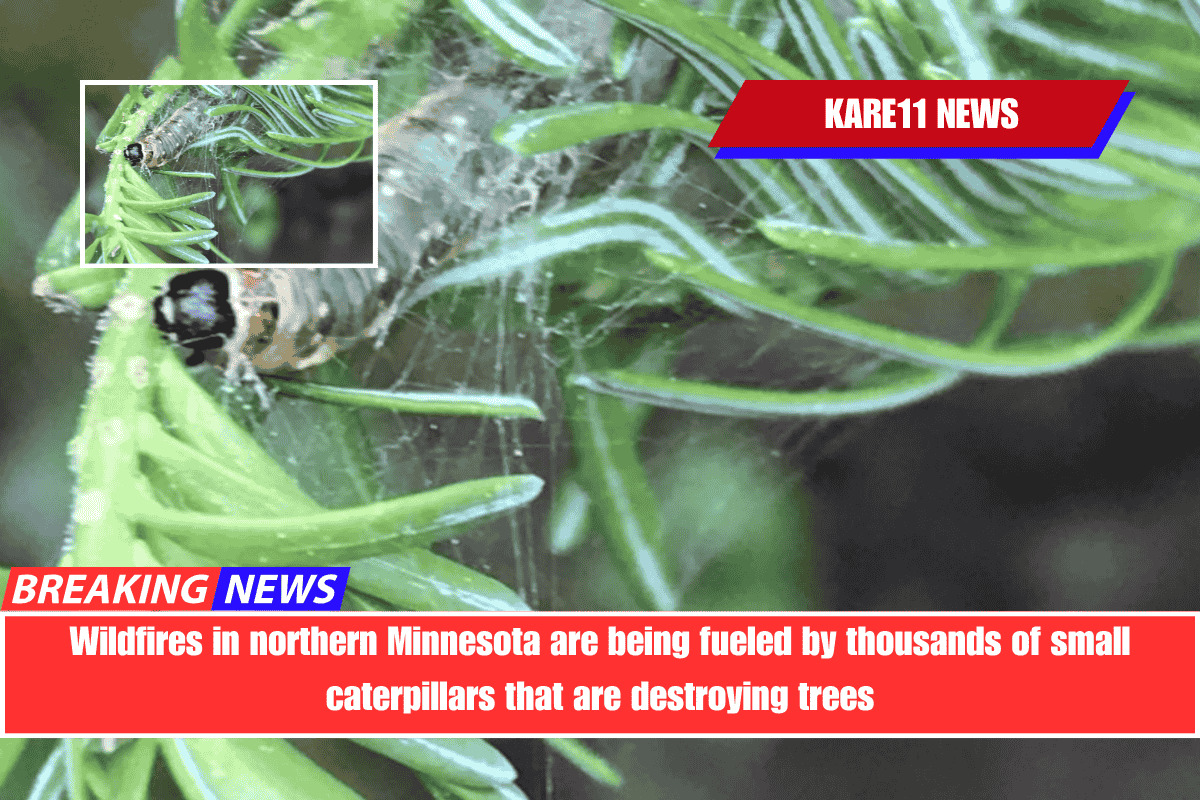 Wildfires in northern Minnesota are being fueled by thousands of small caterpillars that are destroying trees